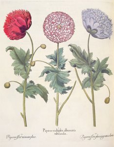 Mohnblumen: 1. Papaver multiplex albumoris rubicundis; 2. Papaver flore miniato plens; 3. Papaver flore plensargentei coloris, aus dem Hortus Eystettensis von Basil Besler, veröffentlicht 1613