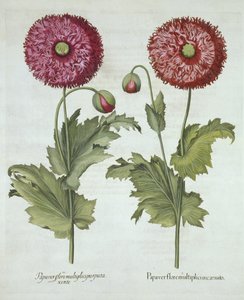 Mohn, aus Hortus Eystettensis, von Basil Besler (1561-1629), veröffentlicht 1613