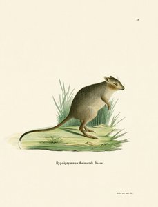 Potoroo (farbige Gravur)
