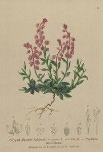 Voralpines Kreuzblümchen
