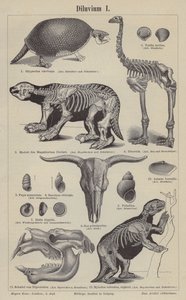 Prähistorische Tiere von German School