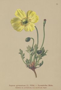 Pyrenäen-Mohn (Papaver pyrenaeicum, Papaver alpinum sub.)