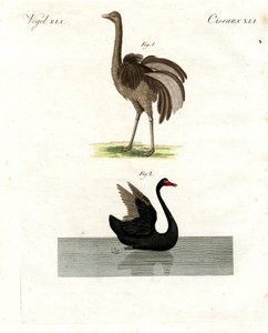 Seltene Vögel