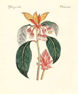 Seltene chinesische Pflanzen