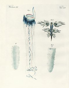 Seltene Arten von Weichtieren von German School
