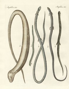 Seltene Reptilien