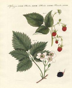 Himbeeren und Brombeeren