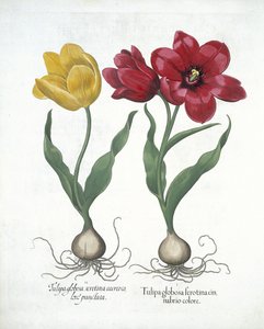 Rote und gelbe Tulpe, aus Hortus Eystettensis von Basil Besler (1561-1629), veröffentlicht 1613