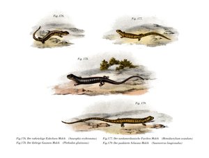 Rotrückensalamander von German School