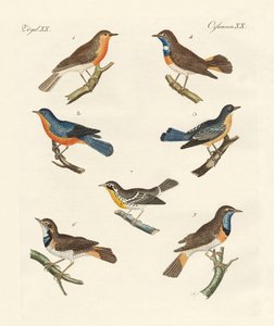 Rotkehlchen, Blaukehlchen und Gelbkehlchen von German School