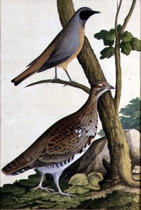 Rotschwanz und Haselhuhn