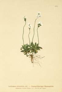 Felsen-Mannsschild (Androsace obtusifolia)
