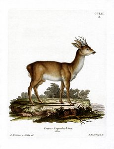 Reh von German School
