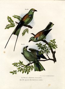 Racke, 1864