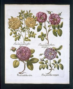 Rosen, Tafel 95 aus Hortus Eystettensis von Basil Besler (1561-1629), veröffentlicht 1613