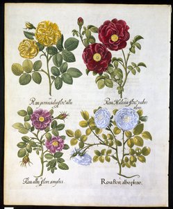 Rosen, Tafel 96 aus Hortus Eystettensis von Basil Besler (1561-1629), veröffentlicht 1613