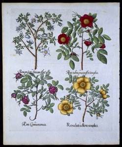 Rosen, Tafel 98 aus Hortus Eystettensis von Basil Besler (1561-1629), veröffentlicht 1613