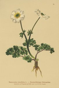 Rautenblättriger Hahnenfuß (Ranunculus rutaefolius)