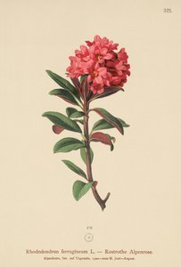 Rostblättrige Alpenrose von German School