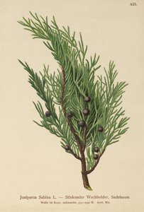 Sadebaum