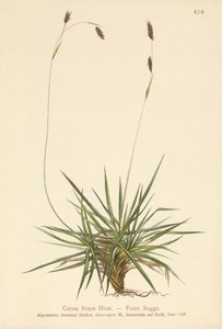 Segge (Carex firma)