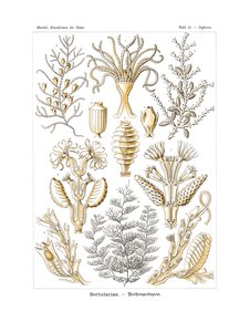 Sertulariae von German School