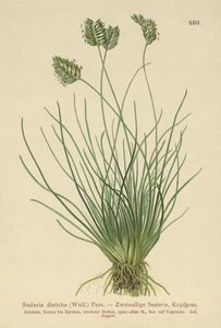 Seslerie (Sesleria disticha, Oreochloa disticha)