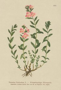 Strauchiger Ehrenpreis (Veronica fruticulosa, Veronica frutescens)