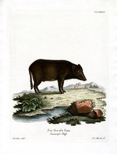 Siamesisches Wildschwein