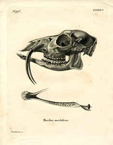 Sibirischer Moschushirsch