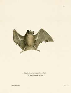 Seidige Kurzschwanzfledermaus
