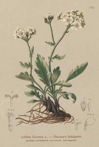 Silber-Schafgarbe (Achillea clavenae)