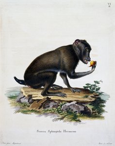 Simia sphingiola, aus Säugetiere aus der Natur illustriert mit Beschreibungen, von Johann Christian Daniel von Schreber, Stich von IC Bock, Deutschland