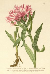 Einblütige Flockenblume von German School