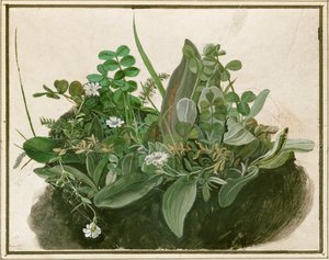 Kleiner Rasenbüschel von German School