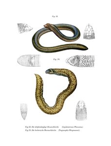Kleinwurmleguan (Farblithografie)