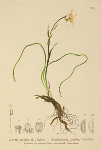 Snowdon-Lilie (Lloydia serotina, Gagea serotina, Lloydia alpina, Lloydia striata) von German School