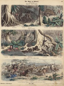 Südamerika: Dschungel in Brasilien; Flussufer in Guayana; Indianer überraschen Gauchos auf den Pampas und stehlen ihre Rinderherde von German School