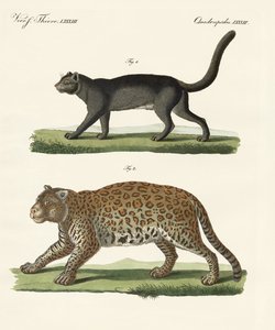 Südamerikanische Tiere von German School
