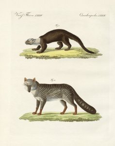 Südamerikanische Tiere