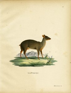 Südlicher Pudu von German School