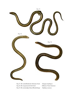Südlicher Schuppenfuß (Farblithografie)