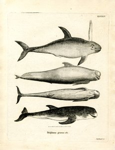 Delfinarten