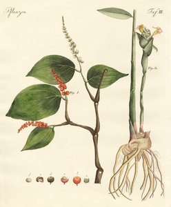 Gewürze
