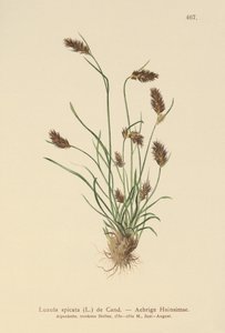 Ährige Hainsimse (Luzula spicata) von German School