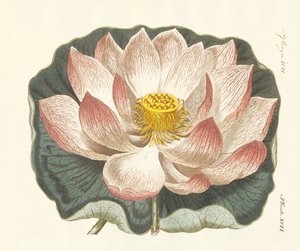 Prachtvolle Blumen von German School