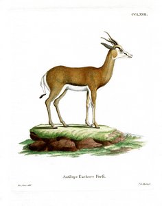 Springbock