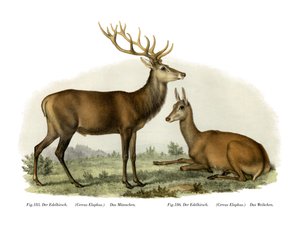 Hirsch, 1860