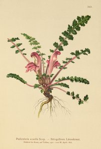 Stängelloses Läusekraut (Pedicularis acaulis)