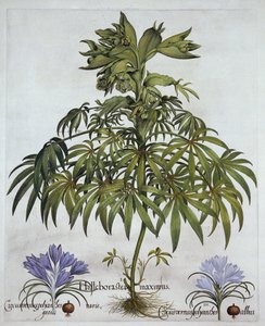 Stinkende Nieswurz und zwei Arten von Krokus, aus Hortus Eystettensis, von Basil Besler (1561-1629), veröffentlicht 1613